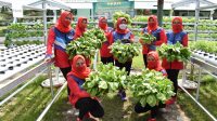 Persit KCK Koorcab Rem 071 Panen Sayur Hidroponik Dukung Ketahanan Pangan di Masa Pandemi