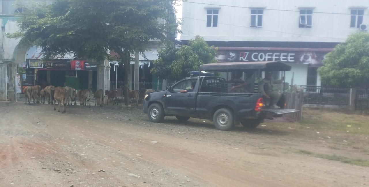 Satpol PP Pidie Jaya Menertibkan Hewan Ternak yang Bebas Berkeliaran