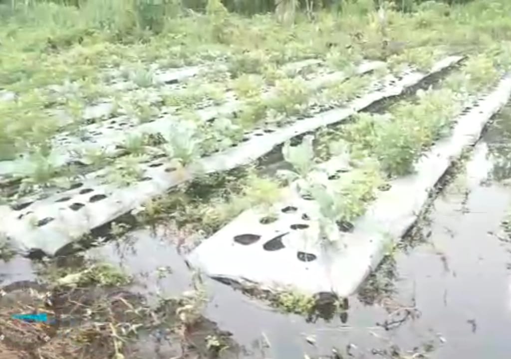 Banjir Kepung Desa Limbung Kec.Sungai Raya, Beberapa Petani dan Peternak Gagal Panen