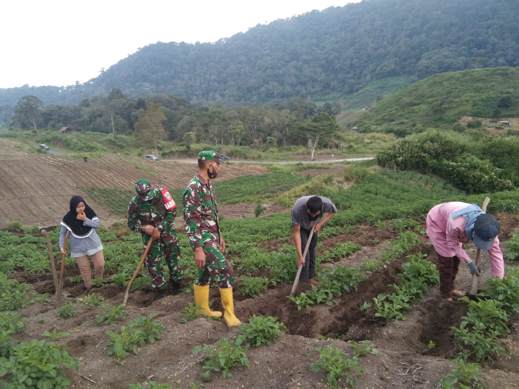 Tingkatkan Ketahanan pangan Babinsa Koramil02/Bebesen Dampingi Petani Kentang.