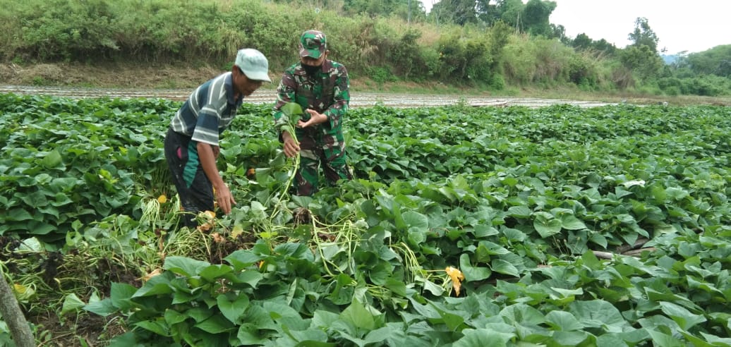 Babinsa Koramil 02/Bebesen Bantu Petani Lakukan Perawatan Di Saat Mau Panen