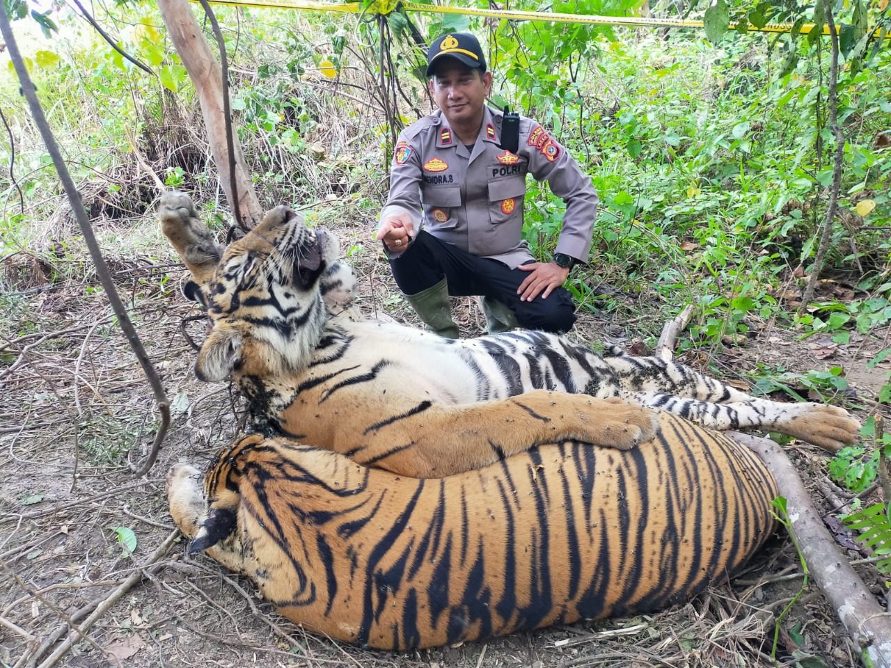 Dua Ekor Harimau Sumatra Ditemukan Mati Terjerat, di Peunaron