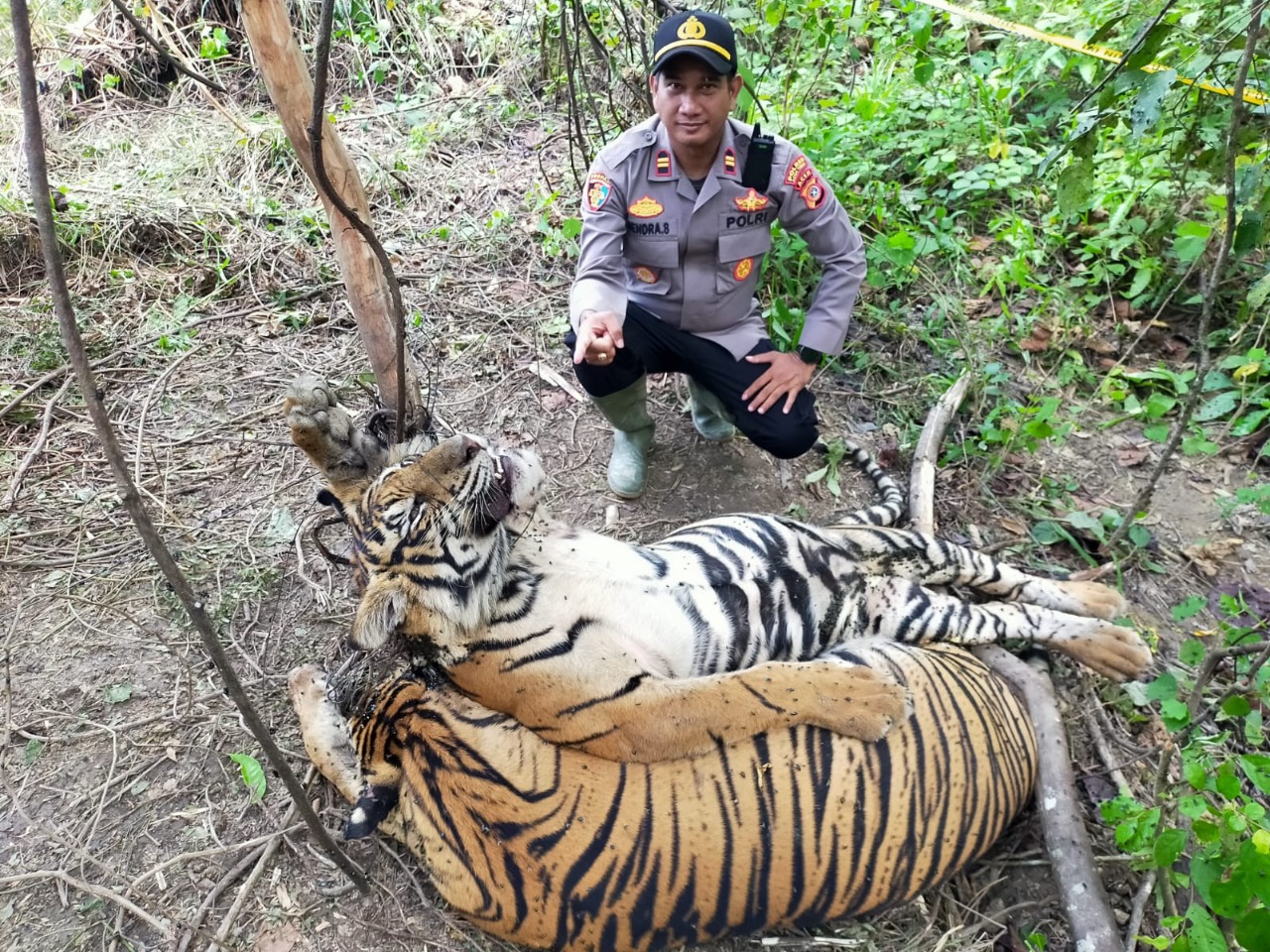 *Dua Ekor Harimau Sumatra Ditemukan Mati Terjerat, di Peunaron*