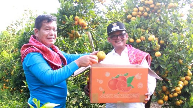 Bupati Simalungun bersama Wakil Bupati Panen jeruk di Nagori Saribujandi