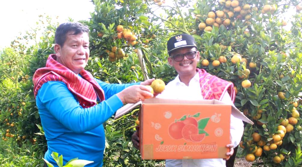 Bupati Simalungun bersama Wakil Bupati Panen jeruk di Nagori Saribujandi