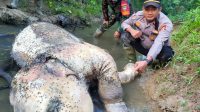 *Seekor Gajah Jantan Ditemukan Mati di Hutan Pedalaman Peunaron, Aceh Timur*