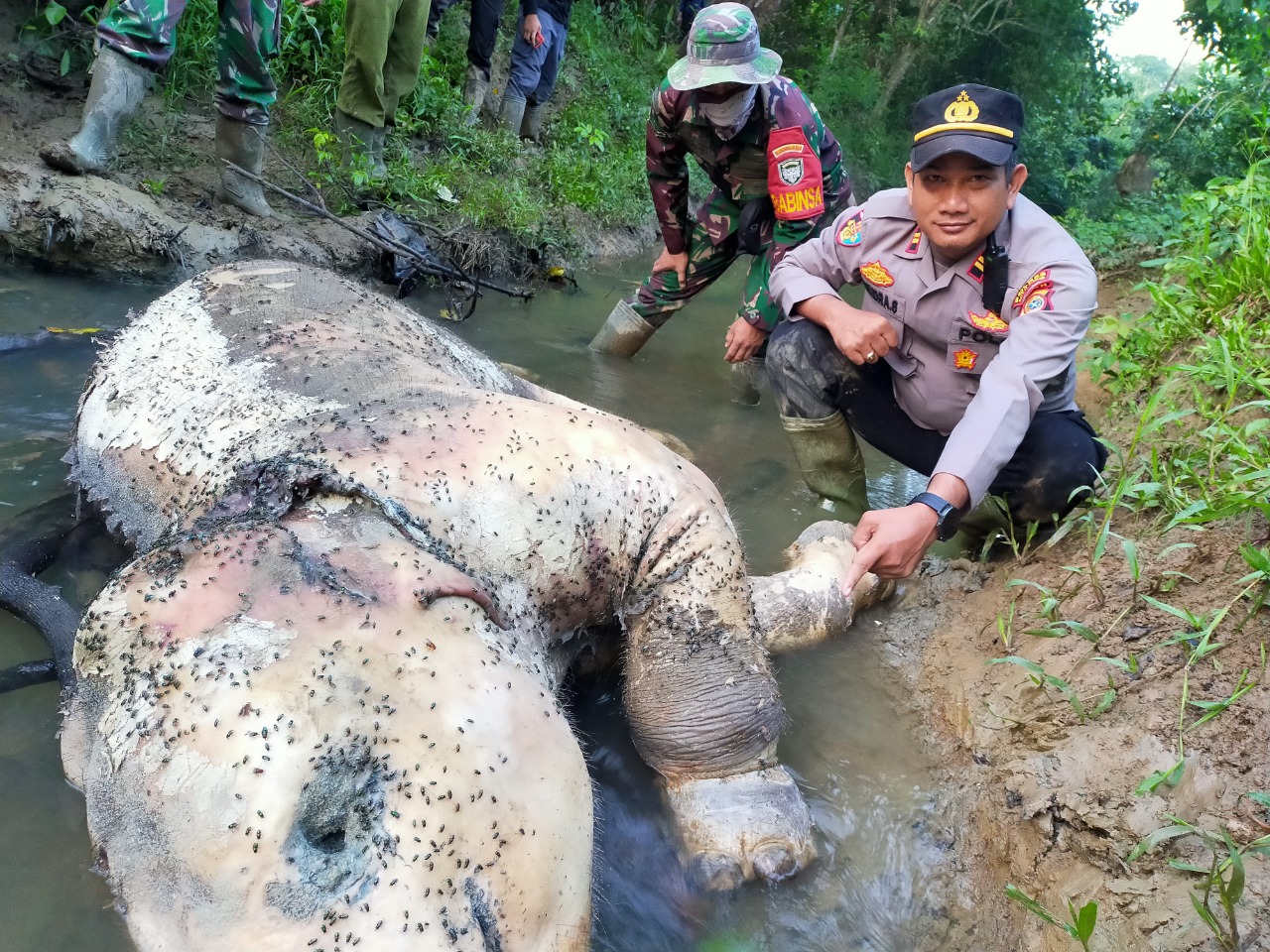 *Seekor Gajah Jantan Ditemukan Mati di Hutan Pedalaman Peunaron, Aceh Timur*