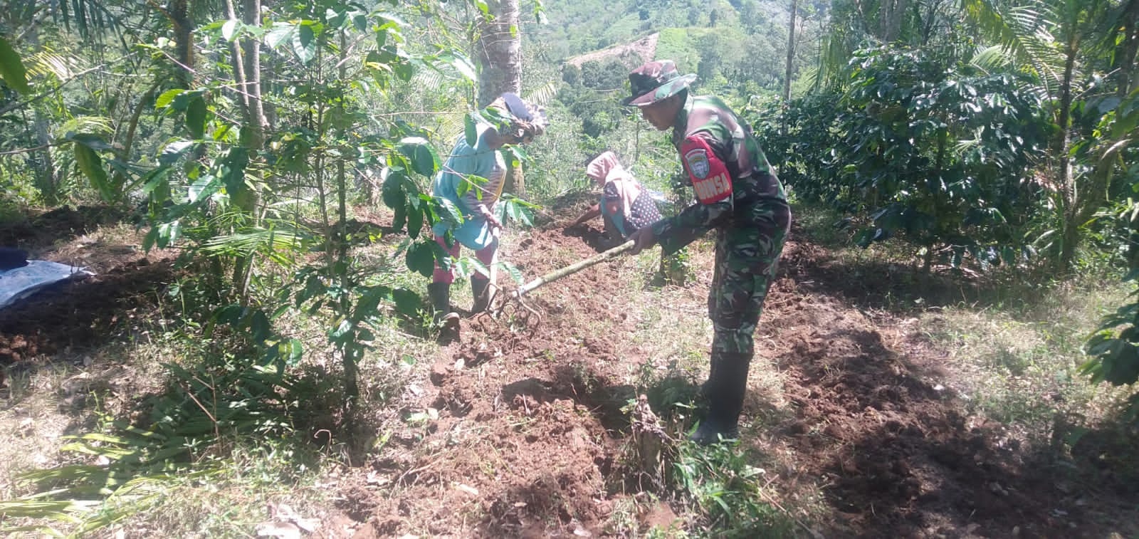 Babinsa Dampingin Petani Dalam Mengelolah Lahan