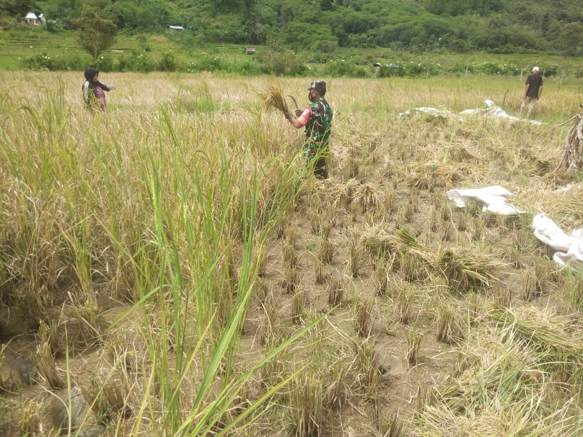 Babinsa Koramil 02/Bebesen Dampingin Petani Memanen Padi