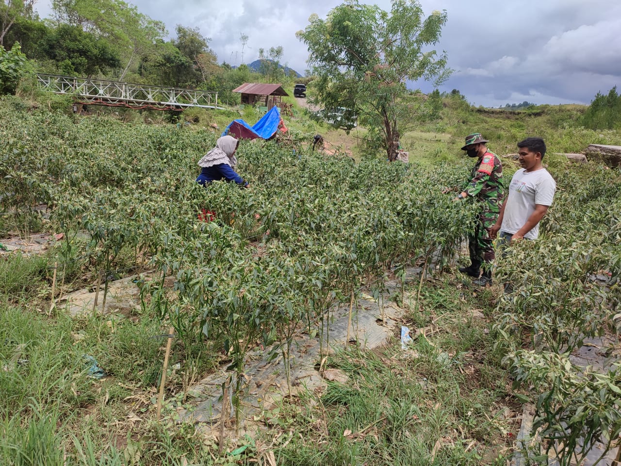 Keperdulian, Babinsa Koramil 02/Bebesen Bantu Warga Binaan Memanen Cabe