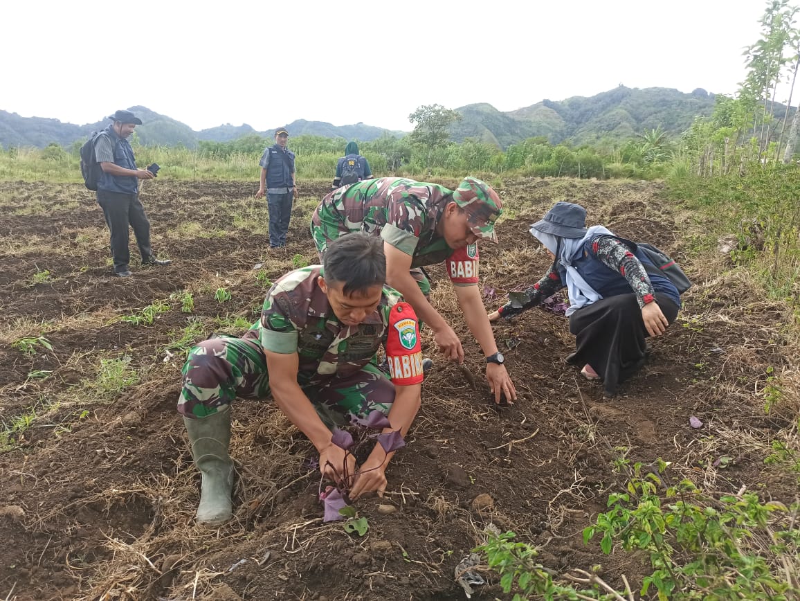 Dalam Rangka Ketahanan Pangan, Dandim 0106/Ateng, Anggota Koramil 06/Pegasing Melaksanakan Penanaman Ubi Jalar