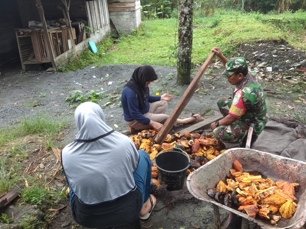 Dukung Petani Kakao, Babinsa Bantu Kupas Biji Secara Tradisional