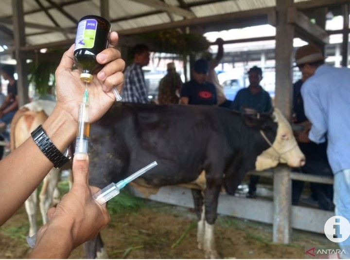 Pemkab Aceh timur Hewan kurban wajib mempunyai surat sehat