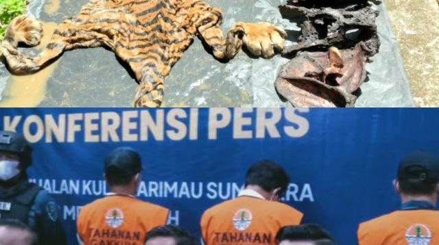 Mantan Bupati Bener Meriah Cs Ditetapkan Tersangka Perdagangan Kulit Harimau 