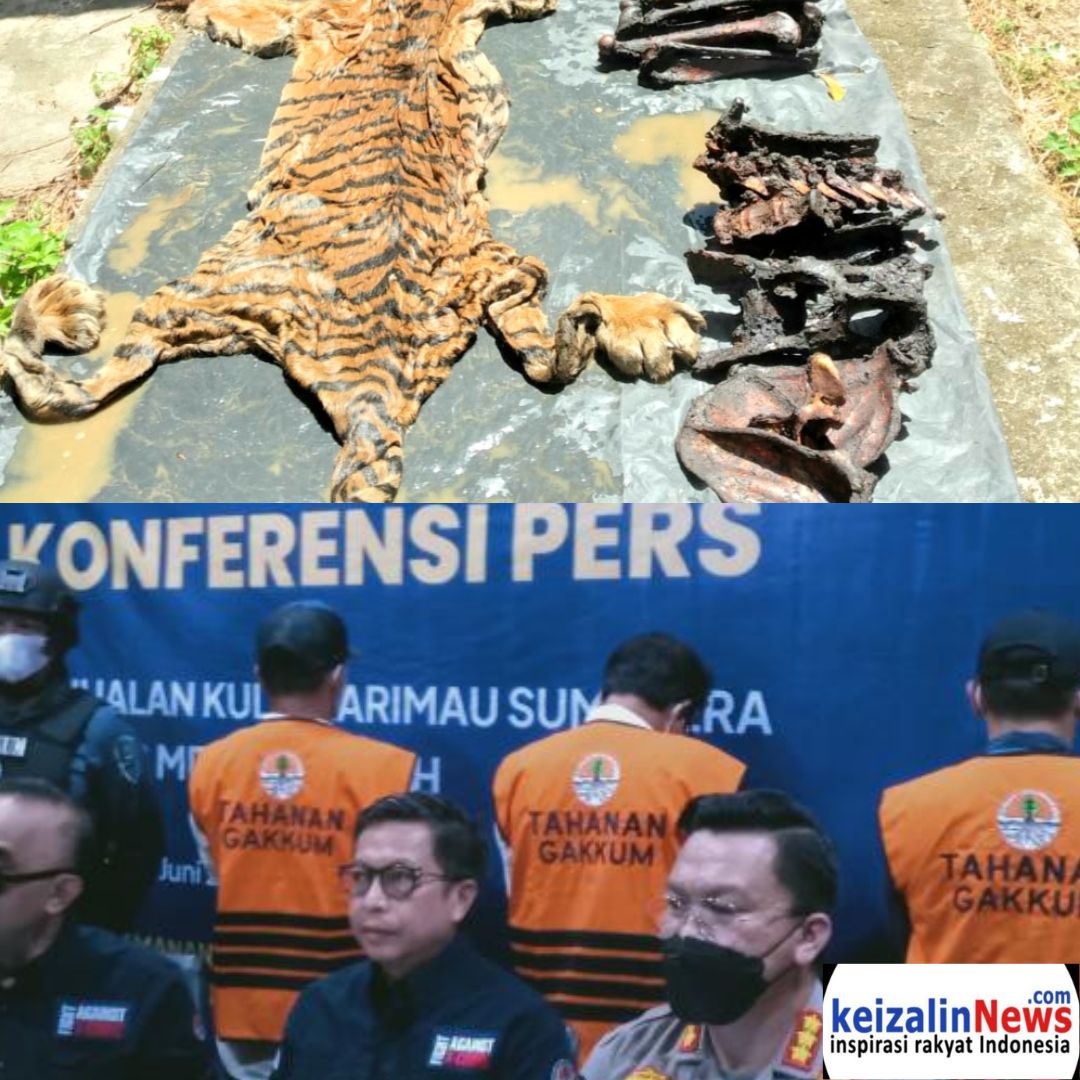 Mantan Bupati Bener Meriah Cs Ditetapkan Tersangka Perdagangan Kulit Harimau 