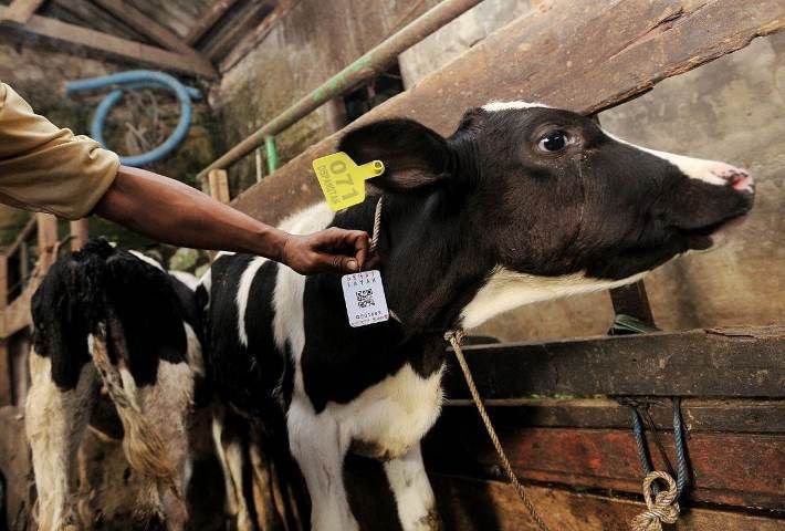 Cegah PMK, Pemkot Bandung Terus Lanjutkan Vaksinasi Hewan Ternak