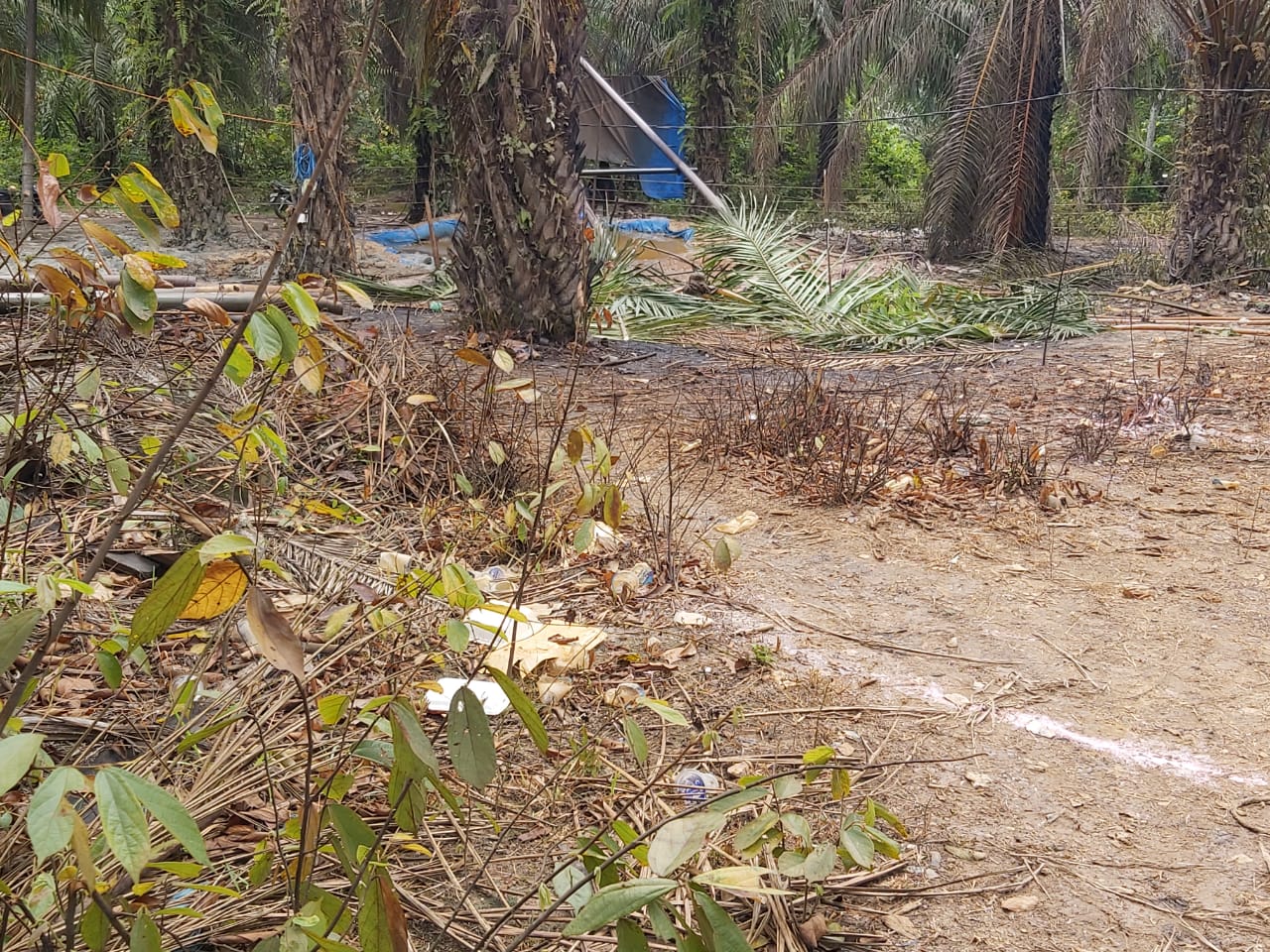 Berawal Api Rokok Penyebab Terbakarnya Tempat Penampungan Minyak Tradisional di Ranto Peureulak