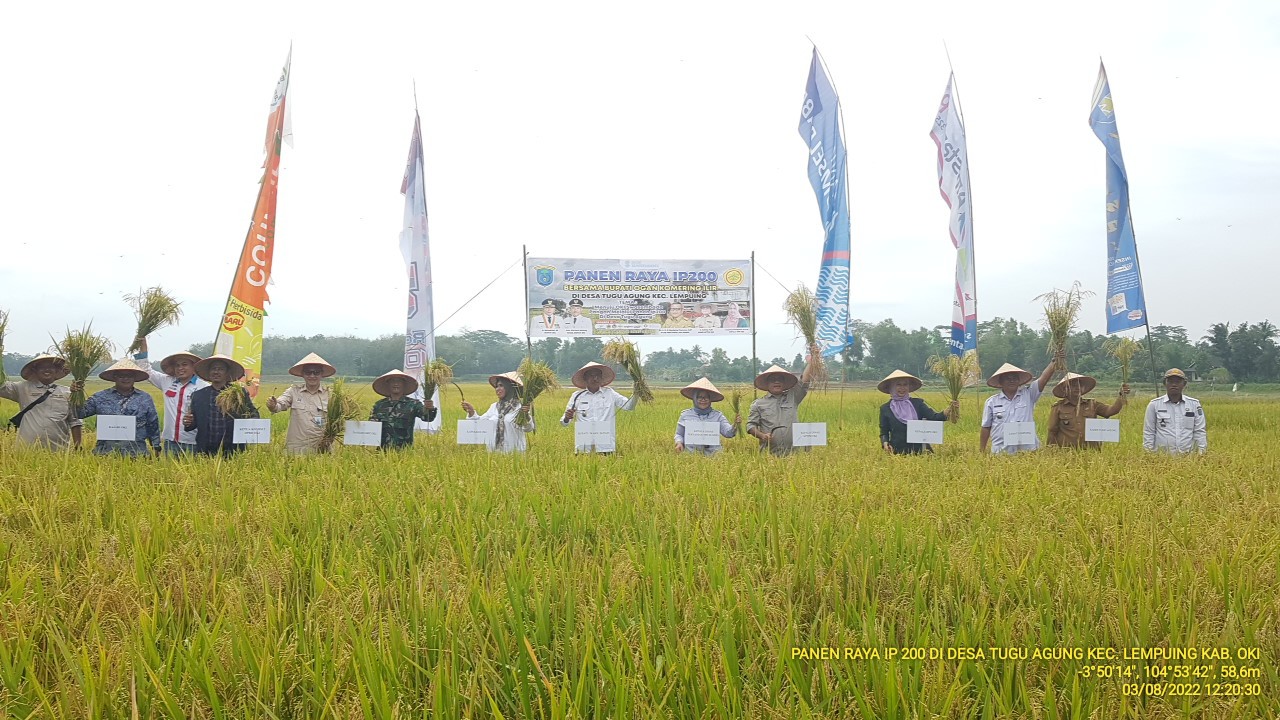 Ratusan Petani Menggelar Panen Raya Bersama Dinas Ketahanan Pangan Tanaman Pangan dan Holtikultura Kabupaten OKI.