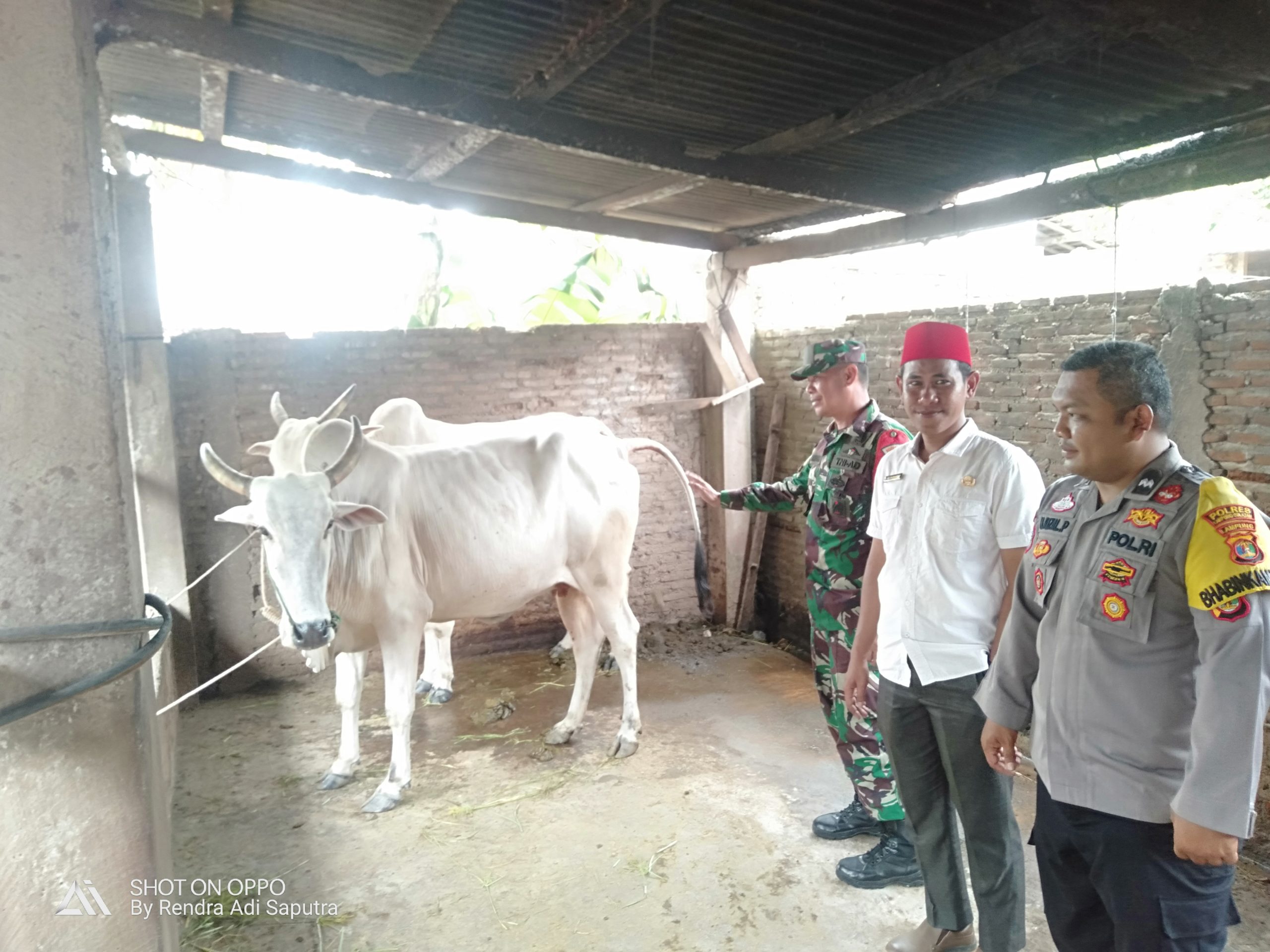 Babinsa Fajar Baru Koptu Titin Supriadi Anggota Koramil 421-09/Tjb Dampingi Penyerahan Dua Ekor Sapi Program Ketahanan Pangan Tahun 2022