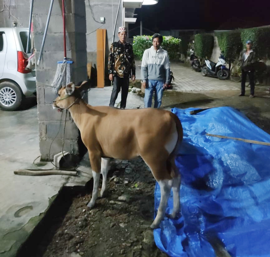 Warga Desa Malang Sari Dihebohkan Dengan Penemuan Satu Ekor Sapi Hidup Dan Dua Jeroan Sapi Di kebun Singkong. Diduga Hasil Curian