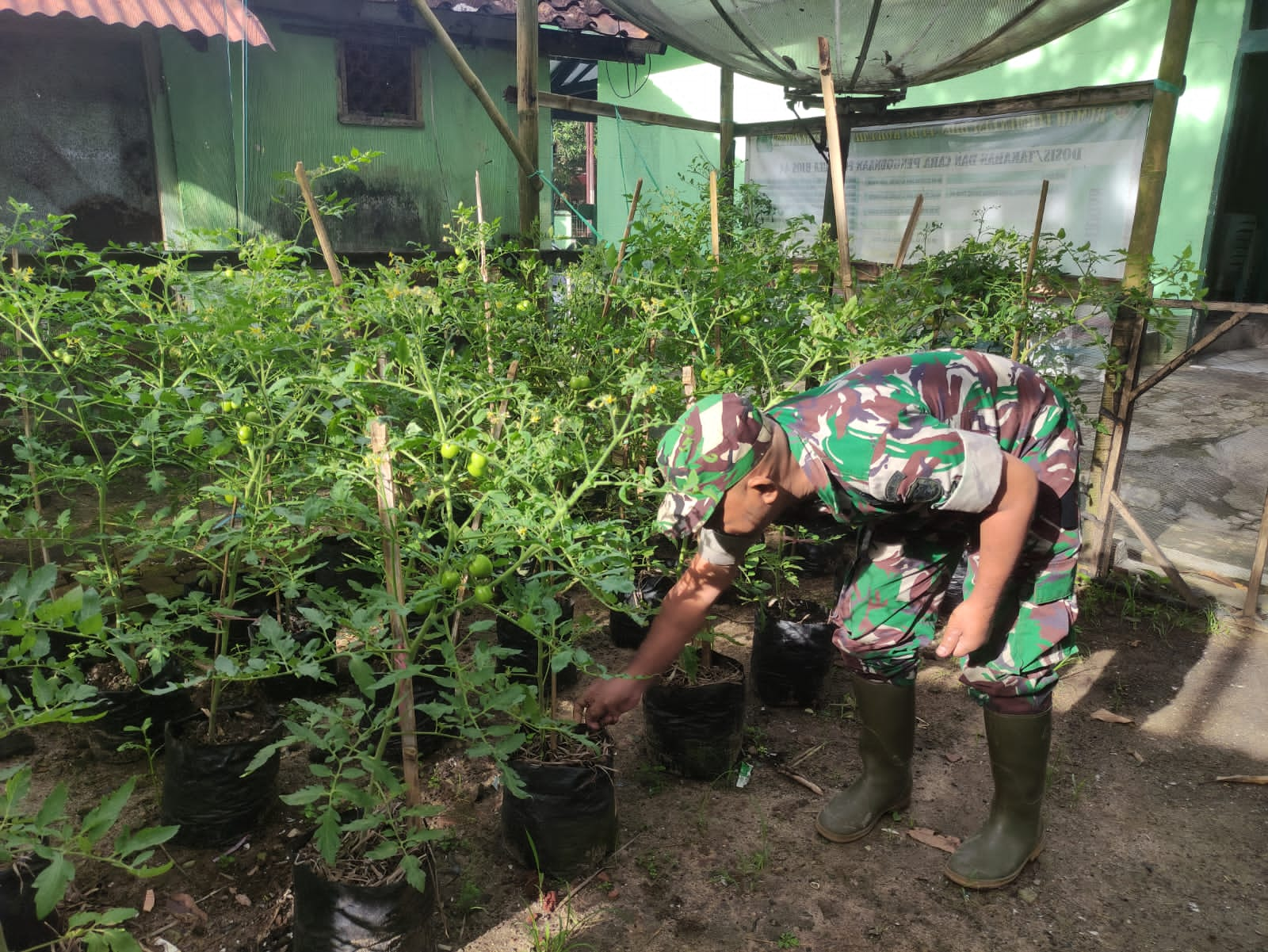 Manfaatkan Lahan, Anggota Koramil 0111/Pagelaran Tanam Tanaman Produktif