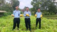 Jelang Ramadan, Lapas Rangkasbitung Mulai Panen Timun Suri