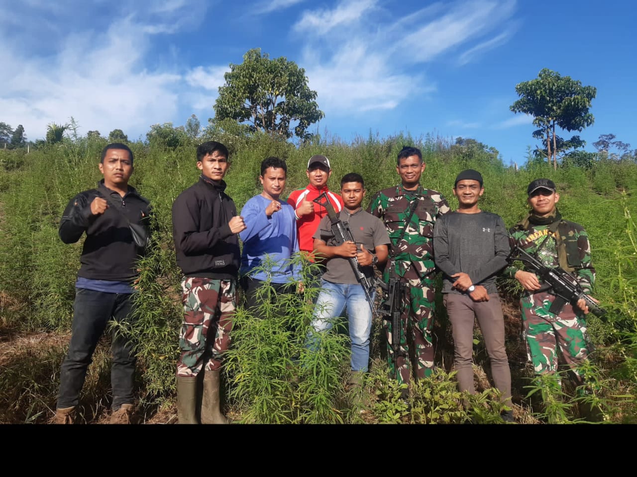 Kecepatan dan kesigapan,Personil Gabungan Korem 012/Teuku Umar berhasil menemukan Ladang Ganja 8,9 Hektar