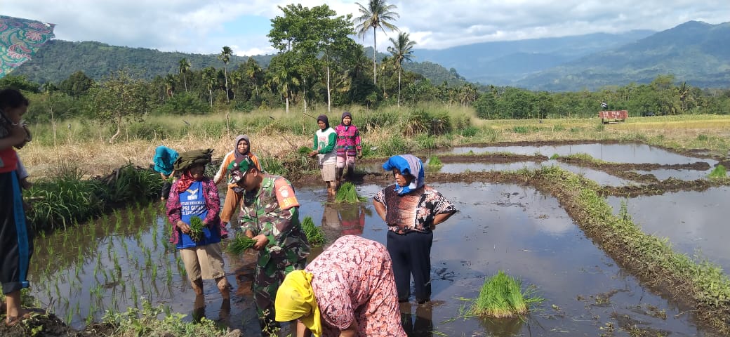 Babinsa: Percepat Masa Tanam Padi Petani