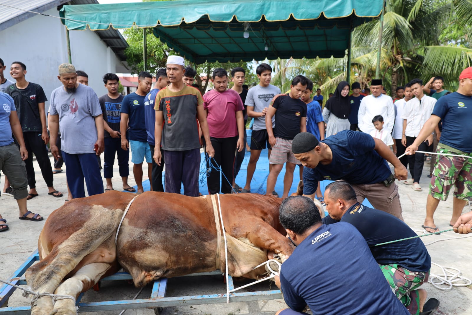 Rayakan Idul Adha 1444 H Tahun 2023, Lantamal I Belawan Laksanakan Penyembelihan Hewan Qurban