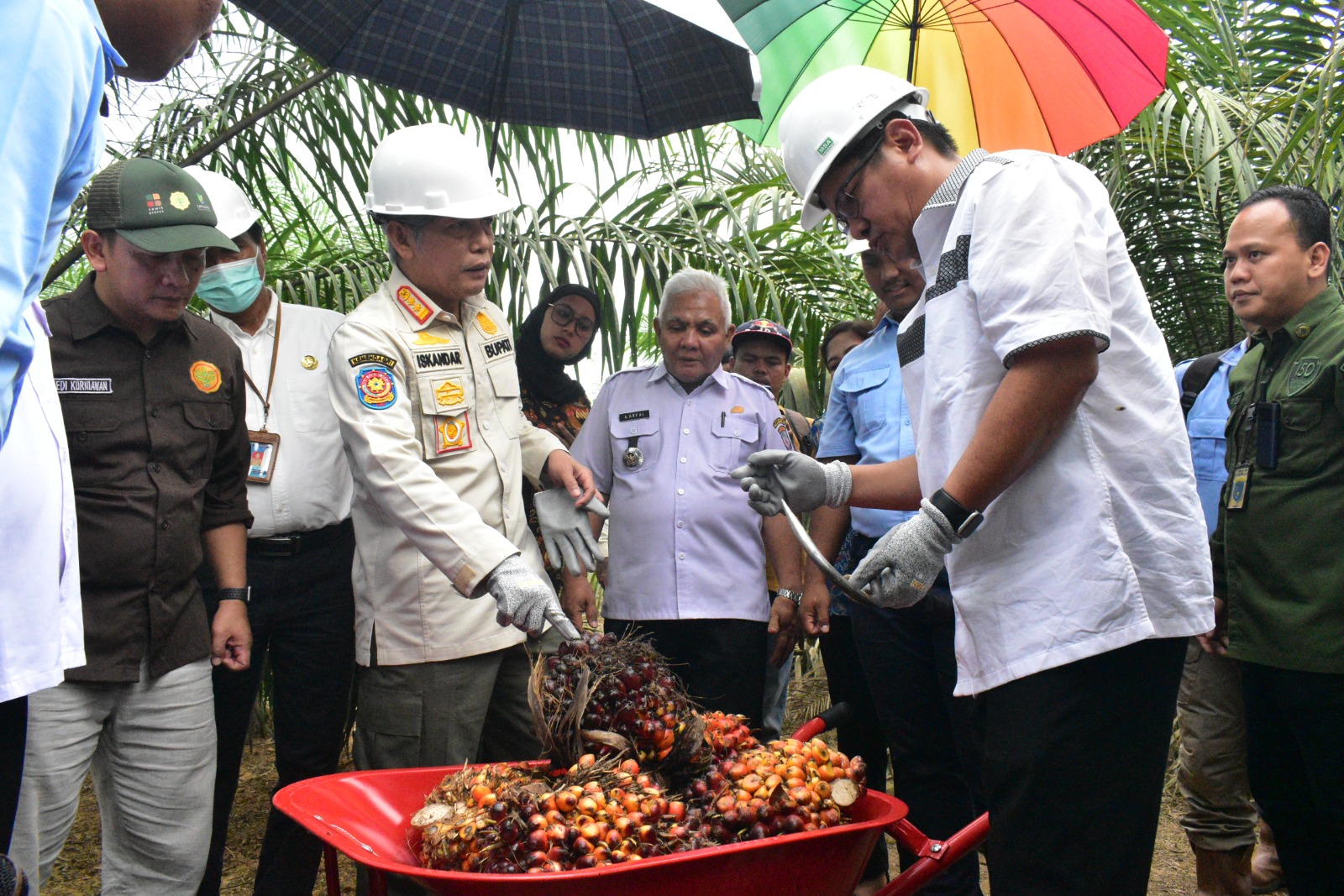 Hasil Meningkat, Panen Lebih Cepat