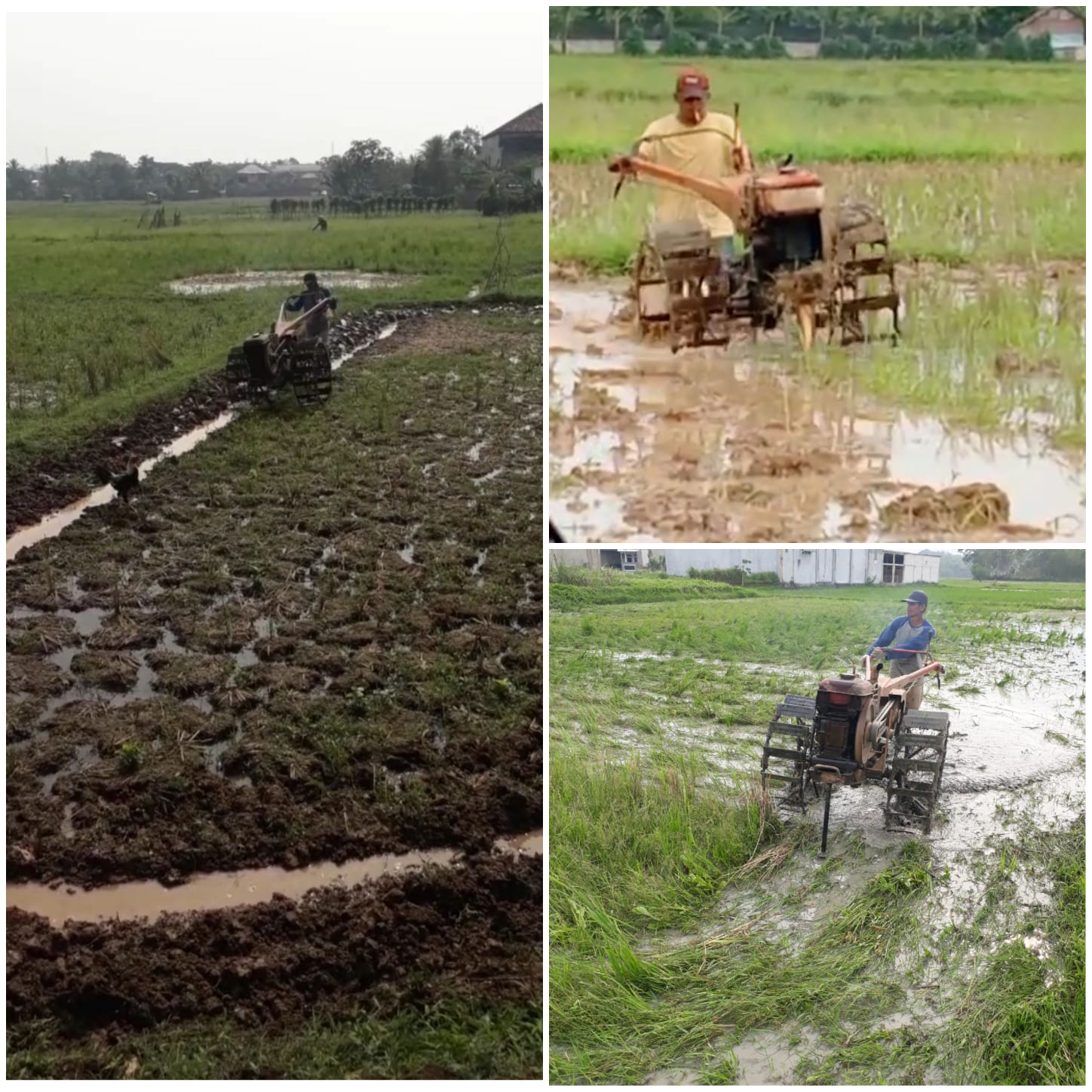 Kini Para Petani Mulai Menggarap Sawahnya Kerena Sudah Ada Air