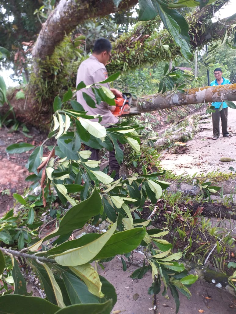 Personil Posek Penukal Abab, Bersihkan Pohon Kayu Tumbang Dijalan