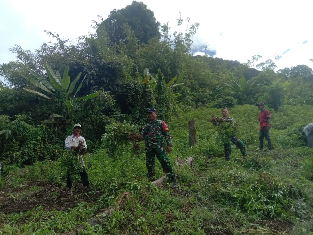 Satgas Pamtas RI-Malaysia Yonarmed 16/TK Laksanakan Kegiatan Panen Kacang Tanah Bersama Masyarakat Perbatasan