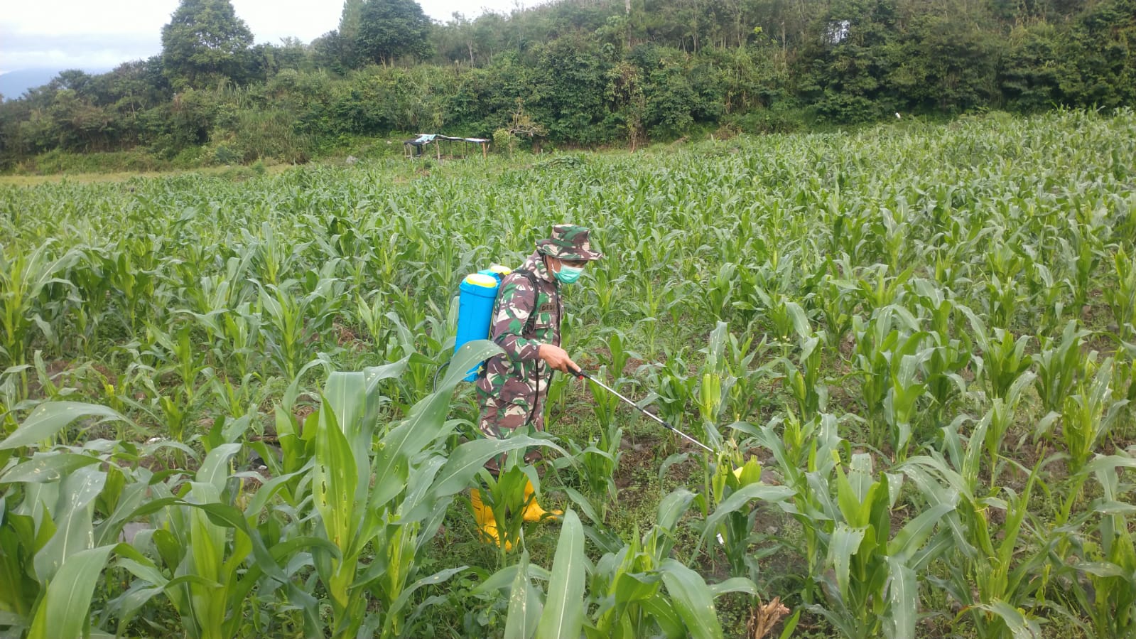 Jajaran Babinsa Kodim 0119/BM Berjibaku IM Jagung