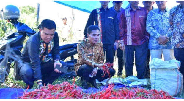 Pj Sekda Khairmansyah Ajak Pj.Wali Kota Langsa Melihat Panen Cabai Merah Di Kampung Suka Makmur