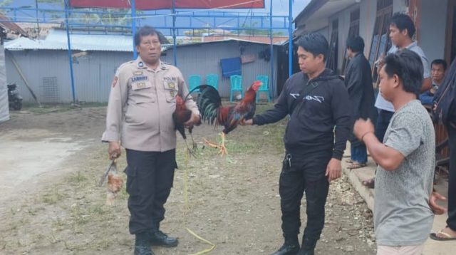 Gerebek Praktek Judi Sabung Ayam, Polsek Rantepao Amankan 2 Ekor Ayam Hidup dan Pisau Taji di Tallunglipu