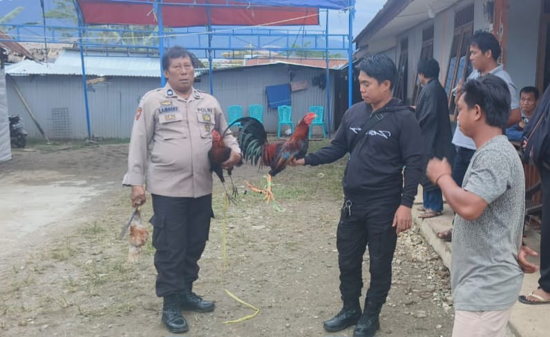 Gerebek Praktek Judi Sabung Ayam, Polsek Rantepao Amankan 2 Ekor Ayam Hidup dan Pisau Taji di Tallunglipu