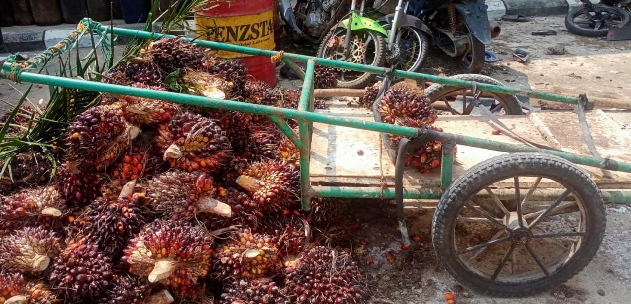 Terduga Pencuri Buah Kelapa Sawit Diamankan Satreskrim Polres PALI