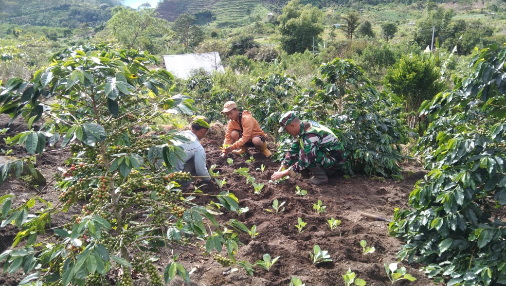 Babinsa Rutin Dampingi Kelompok Tani dalam Mewujudkan Ketahanan Pangan