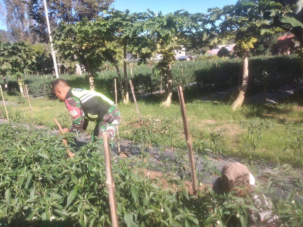 Babinsa Bantu Petani Cabe di Desa Binaan Hadapi Tantangan Cuaca Ekstrem