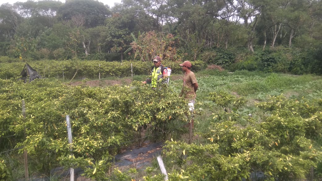 Babinsa Sambangi Petani Cabai, Berikan Motivasi Dan Dukungan