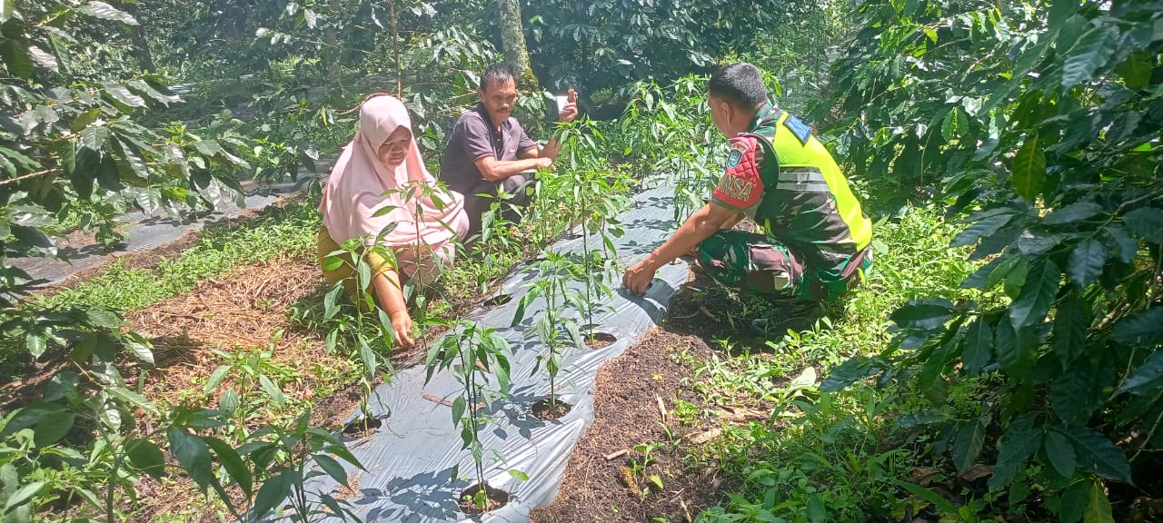 Dampingi Petani, Babinsa Koramil 06/Bukit Berharap Hasil Panen Yang Optimal