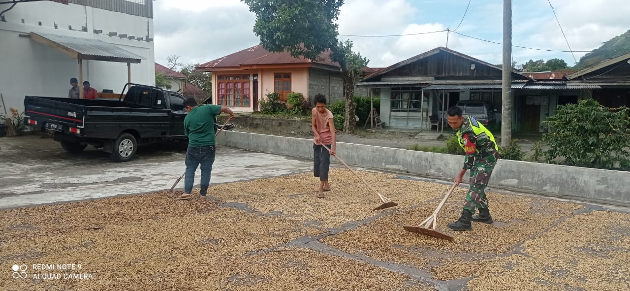 Pasca Panen Babinsa Koramil 06/Bukit Bantu Menjemur Kopi Di Desa Binaan