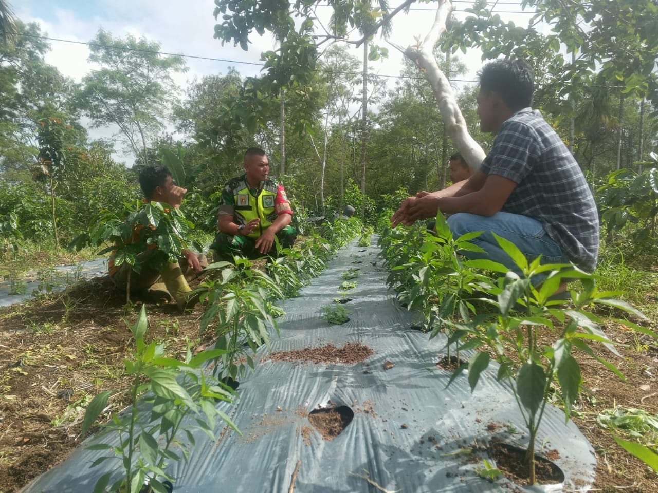 Komsos Bersama Petani, Sertu Oein Dorong Petani Manfaatkan Lahan Dengan Maksimal