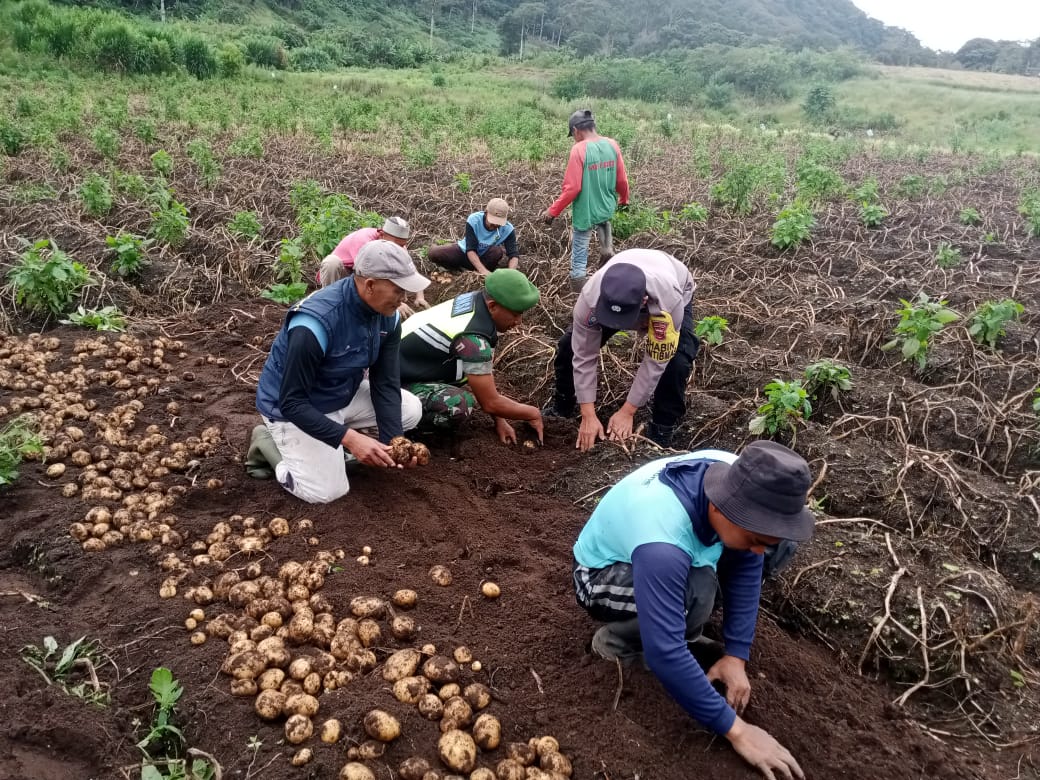 Babinsa Koramil 02/Bebesen Dampingi Petani Panen Kentang