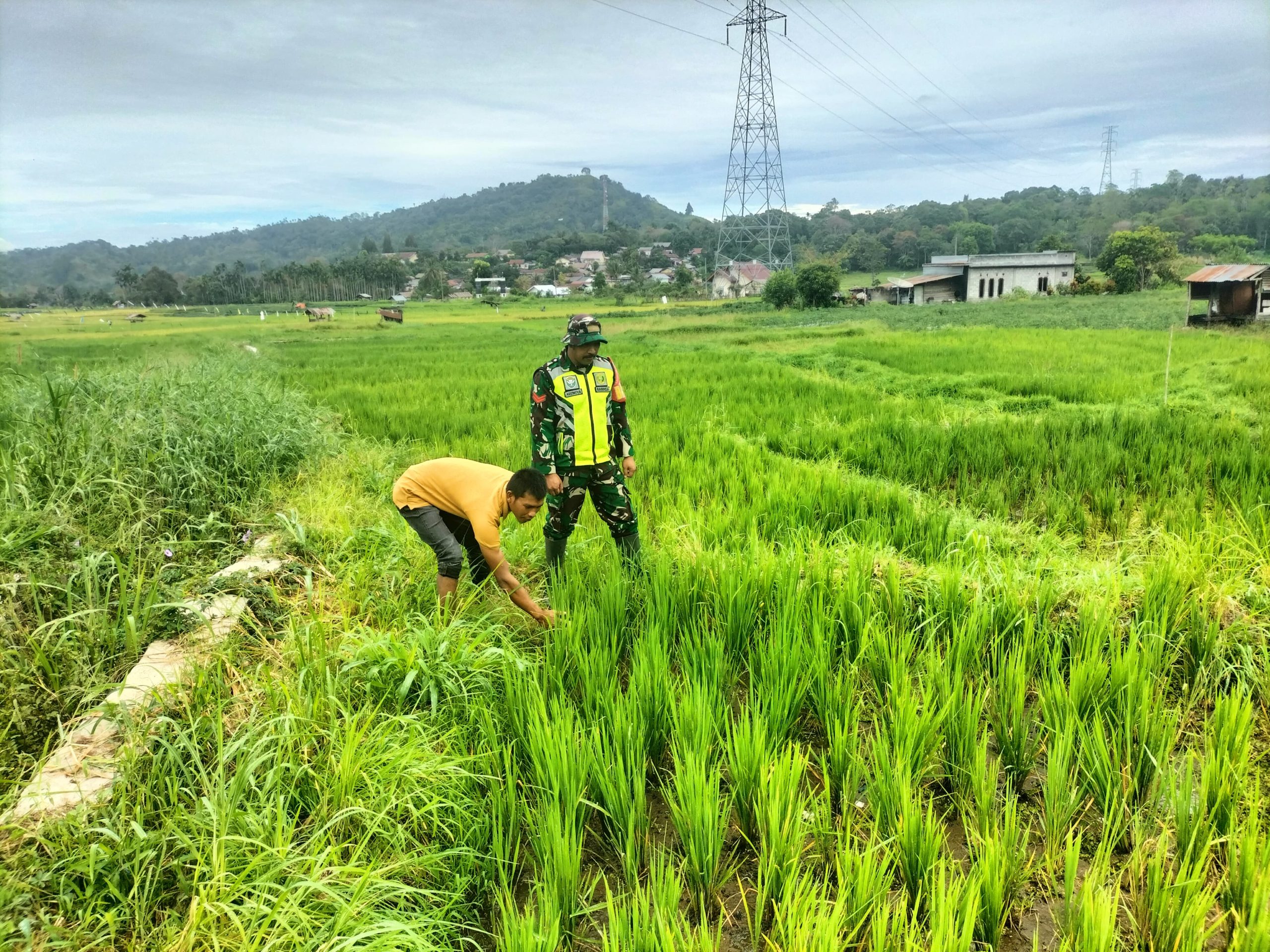 Dukung Ketahan Pangan, Babinsa 03/TG, Pantau Pertumbuhan Padi Di Sawah