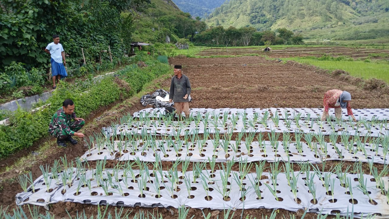 OPTIMALKAN PERTUMBUHAN TANAMAN BAWANG MILIK PETANI, BABINSA TURUT LANGSUNG MEMBANTU DALAM PERAWATAN RUTIN.