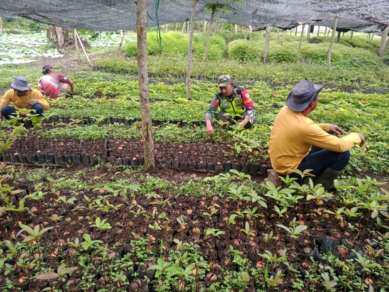 Dukung Ketahan Pangan, Babinsa 03/TG Rawat Benih Alpokat