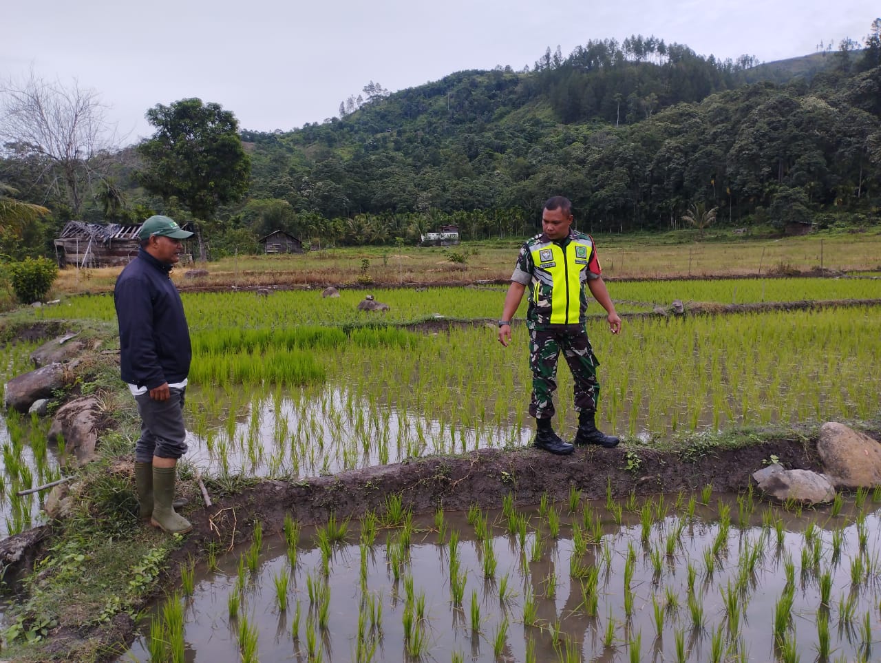 Babinsa Koramil 01/Bandar Tinjau Perkembangan Tanaman Padi