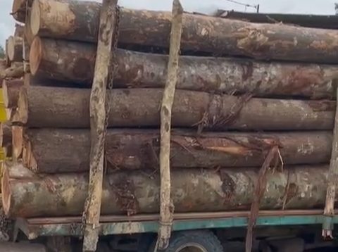 Bos atau Beking Illegal Logging “Uwo Ajrin” Semakin Meraja Lela Dipagari Oleh Lintas Propesi, Ini Bukan PR Berat Untuk Polda Jambi.